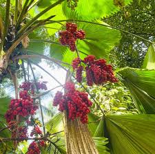 Image result for Licuala grandis