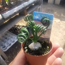 Image result for Albuca sp. no. 1