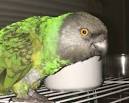 montefiori collection 2 parrots kissing images with quotes