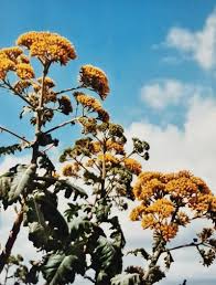 Image result for Solanecio