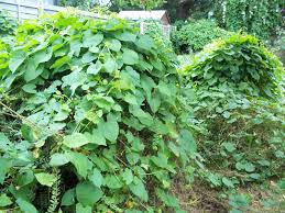 Leaves are 3 to 7 inches long and opposite, smooth. Canal Flora Bindweed The Museum Of Thin Objects