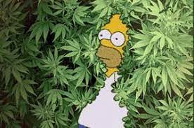 Have fun making trivia questions about swimming and swimmers. Weed Quiz