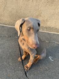 Doberman pinscher puppies for sale. Doberman Pinscher Puppies For Sale Greensboro Nc 325506