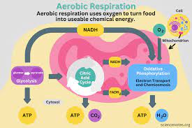 Aerobic Respiration Definition, Diagram, and Steps