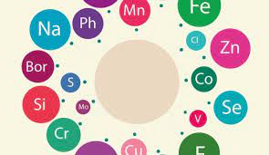 Zinc All About This Essential Trace Element