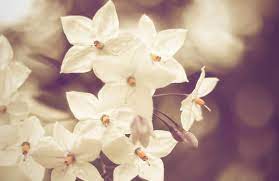 Hazy White Flowers Wall Mural Custom Made To Suit Your Wall Size By The Uk S No 1 For Wall Mura White Flower Wallpaper Flower Wallpaper Large Floral Wallpaper