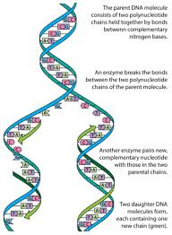 Why does dna need to replicate? Dna Replication Advanced Ck 12 Foundation