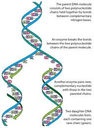 Dna structure answer key displaying top 8 worksheets found for this concept. Dna Replication Advanced Ck 12 Foundation