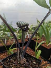 Image result for Arisaema