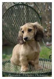Long hair dachshunds black/tan dachshunds miniature dachshunds chocolate/tan dachshunds in upstate new york ny puppies born in our home raised with love akc papers american kennel club males females long hair dachshunds short hair dachshunds smooth coat short hair dachshund puppies for sale now in ny new york upstate ny upstate new york healthy nice temperament small size small standards. 79 Best Shaded Cream Long Hair Mini Doxies Ideas Dachshund Love Dachshund Dachshund Puppies