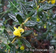 Image result for Berberis verruculosa