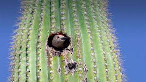 It's against the law in arizona to harm a saguaro cactus: Saguaro San Diego Zoo Animals Plants