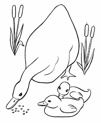 Kids are not exactly the same on the. Duck Coloring Pages Best Coloring Pages For Kids