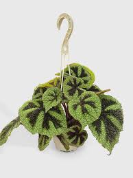 Image result for Begonia meyeri-johannis
