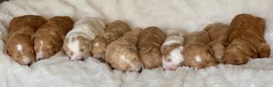 Male miniature goldendoodle (golden retriever x poodle)born: Puppies Goldendoodle Breeder