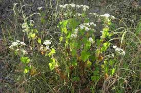 Image result for Ageratinastrum