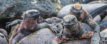 Лодочные туры, такси и маршрутные автобусы. The Galapagos Islands Caa