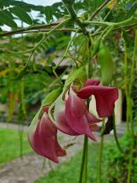 Image result for Sesbania grandiflora