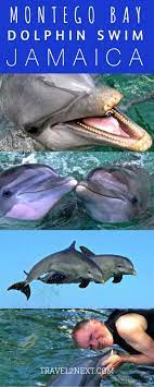 Swim With Dolphins At Dolphin Cove Montego Bay Montego Bay Montego Bay Jamaica Honeymoon Montego Bay