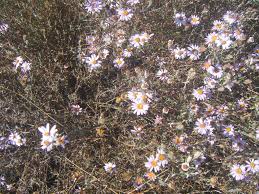 Image result for Athrixia phylicoides