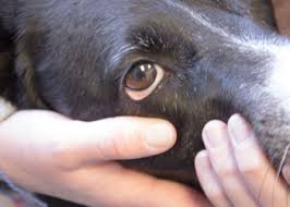If you think something is wrong with your dog's eye, don't. Dog Conjunctivitis Can Dogs Get Pink Eye