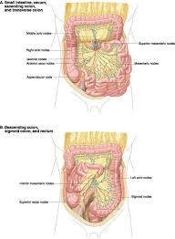 Ovid Lippincott Williams Wilkins Atlas Of Anatomy Anatomy Ovid Sigmoid Colon