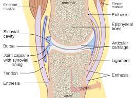 Joints hold the skeleton together and support movement. Joint Wikipedia