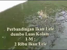 Beternak Ikan Lele Kolam Semen Youtube
