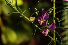 Image result for Polygala gazensis