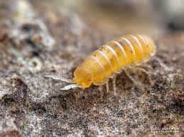 Image result for Pseudopod Ospermum