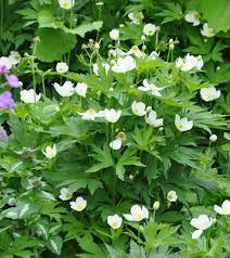 Meadow Anemone Or Windflower Has Upward Facing White Flowers On Erect Hairy Stems The Plant Has A Mounded Shape And Deeply C Anemone Woodland Flowers Plants