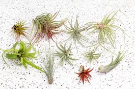Most air plants are epiphytes, using their root system to attach themselves to a host. 10 Medium Large Premium Tillandsia Air Plants Air Plant City