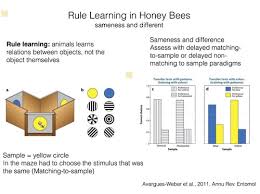 Concept Formation Flashcards Quizlet