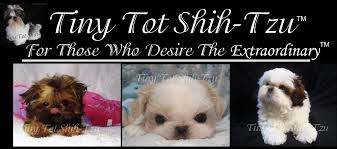 A newborn shih tzu puppy will weigh around 6 ounces (170g). Pricing Tiny Tot Shih Tzu Imperial Shih Tzu Puppies