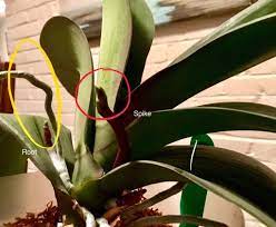 Difference Between An Orchid Root Spike My First Orchid Orchid Roots Orchid Plant Care Flower Spike