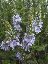 Image result for Veronica abyssinica