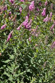 Image result for Spiraea billardii