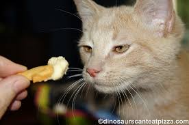 Cats cannot use carbs, so it goes to body fat, causing a plethora of health problems. Cake Batter Cracker Dip Nance And Robyn Make The Same Recipe Dcep