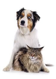 Family pet clinic, located in denton, texas, is at teasley lane 1776. Veterinarians In Gainesville Va Stonewall Veterinary Clinic
