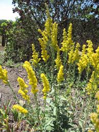 Image result for Solidago