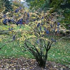 Decaisnea Fargesii Plants Shrubs Irish Garden