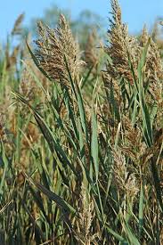 Image result for Phragmites australis