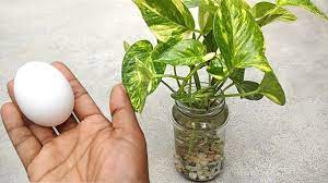 See spelling differences) is any material of natural or synthetic origin that is applied to soil or to plant tissues to supply plant nutrients. Best Natural Fertilizer For Any Water Plants Homemade Free Fertilizer Youtube
