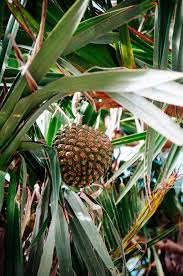 Image result for Pandanus odoratissimus