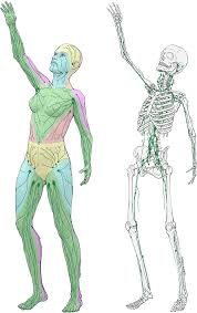 The lymphatic system of the rabbit could be defined as eight lymphatic territories, each with its own lymphatic vessels and lymph node. Lymphosome Concept Anatomical Study Of The Lymphatic System Suami 2017 Journal Of Surgical Oncology Wiley Online Library