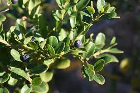 Image result for Scutia myrtina