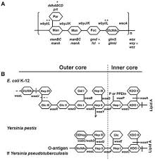 Lewis, who introduced it in his 1916 article the atom. Frontiers Yersinia Pestis Interacts With Signr1 Cd209b For Promoting Host Dissemination And Infection Immunology