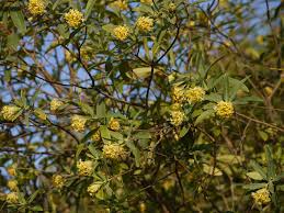 Image result for Gnidia