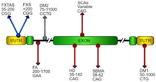 Ce a prezis pentru următorii 40 de ani. Biomolecules Free Full Text Oxidative Stress In Dna Repeat Expansion Disorders A Focus On Nrf2 Signaling Involvement Html