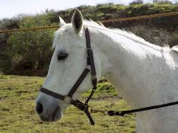 How come so many horses died because of the american civil war? Equestrian Casualties At Gettysburg Emerging Civil War
